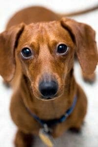 Close up of cute dachsund. His look says "be kind."