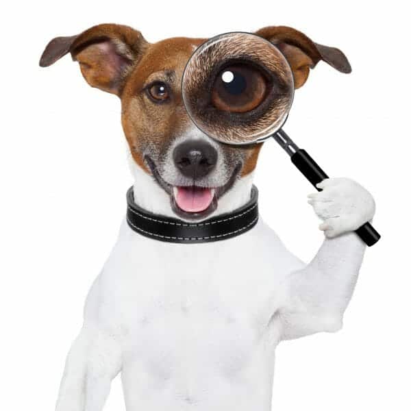 Dog holding a magnifying glass to one eye like a private detective searching through public divorce records.