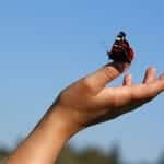 Hand with a butterfly on the thumb