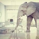 Elephant in a room