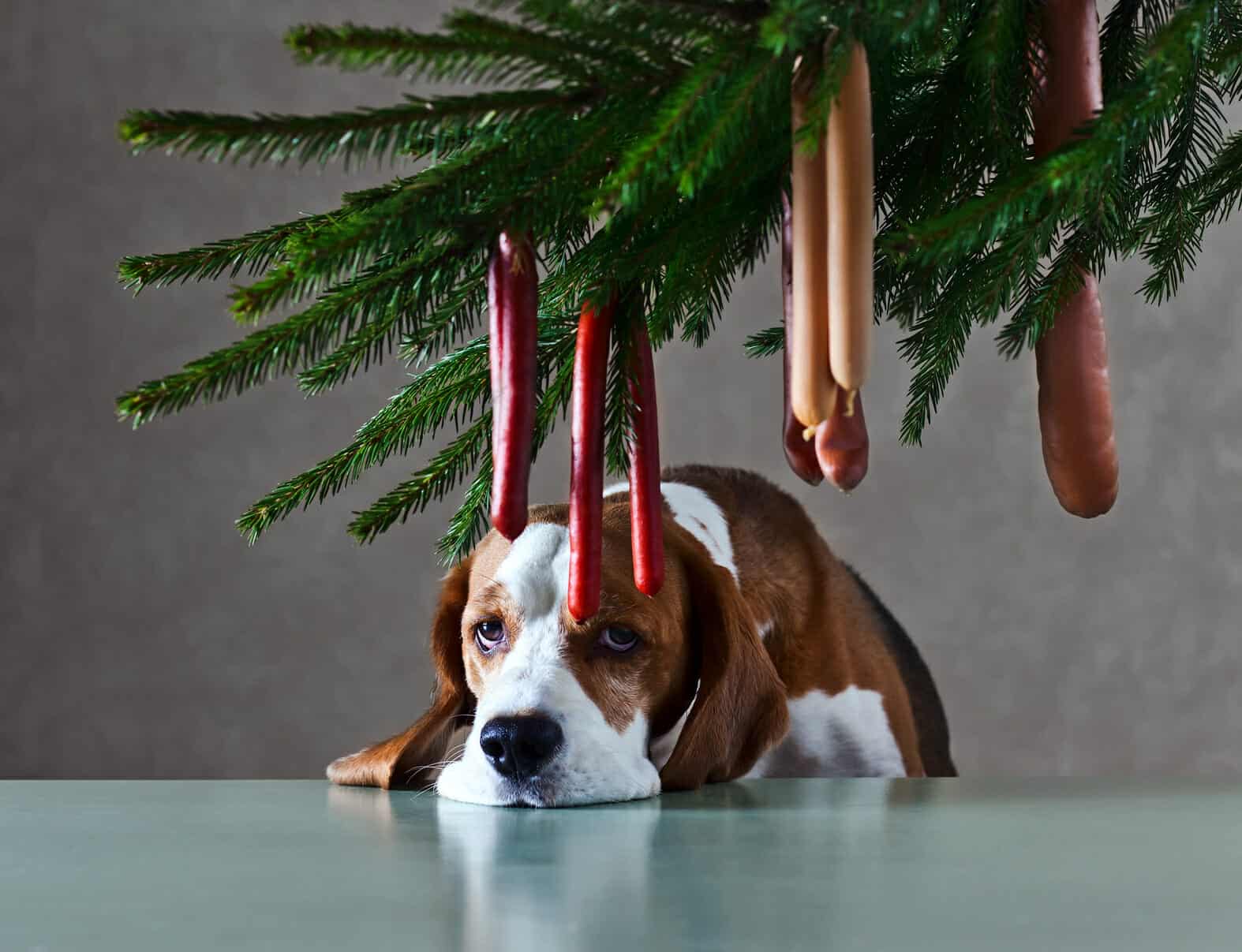 Sad beagle under a Christmas tree decorated with hanging sausages.