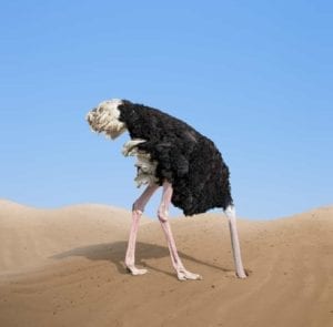 Ostrich with its head buried in the sand.