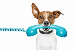 Terrier with a blue old-fashioned telephone receiver in its mouth.