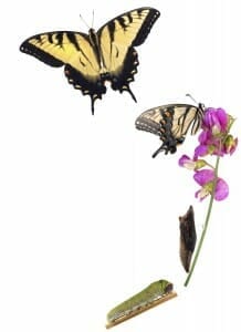 Recover From Divorce: Illustration of a caterpillar on a flower, turning into a butterfly