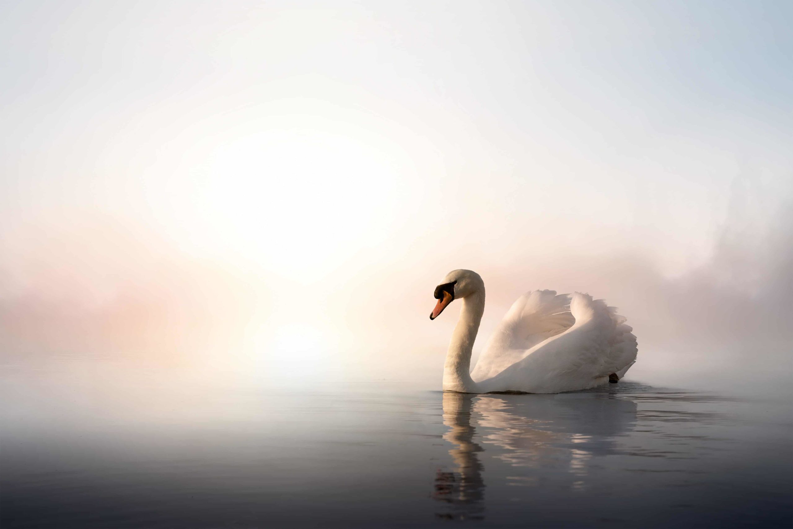 White swan in still water with blurred background.
