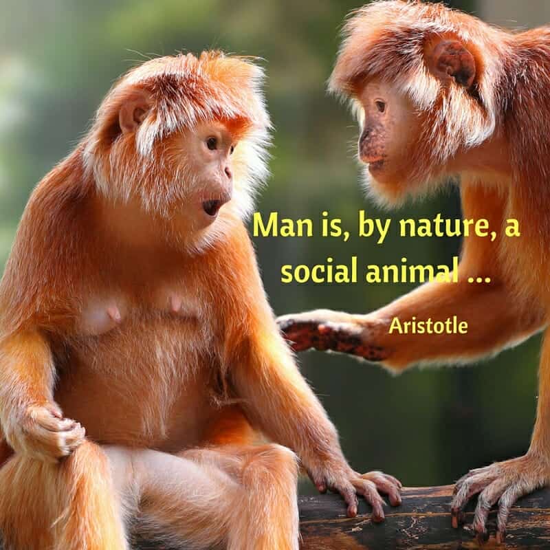 Two monkeys in a tree, talking. Man is a social animal.