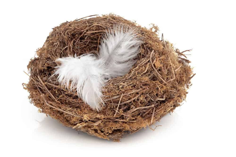 Empty nest with a white feather in it.