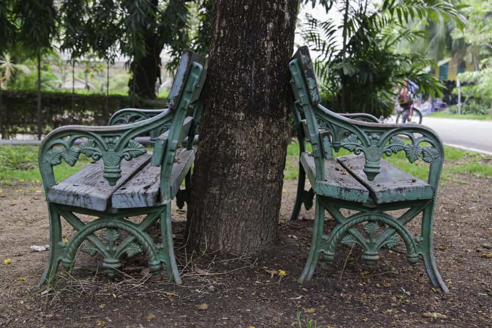 Empty old wrought iron benches, back-to-back against a tree, signifying grey divorce.