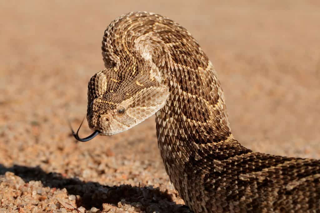 Portrait of a cobra in defensive position