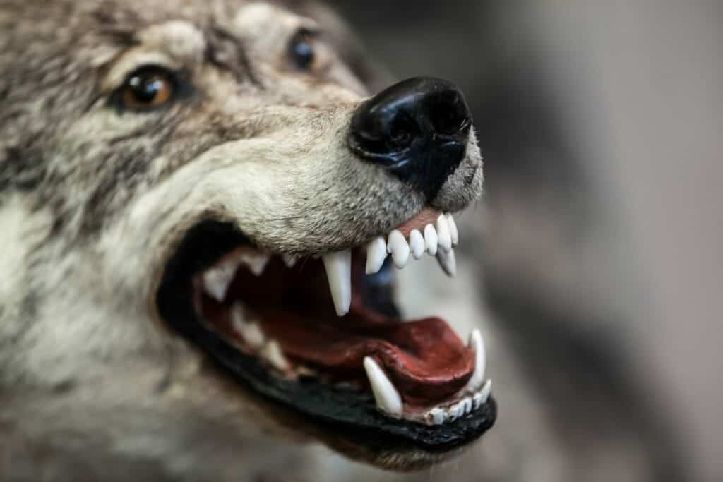 Close up of angry wolf baring his teeth