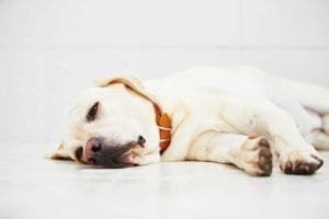 Ill labrador retriever is lying down on floor.