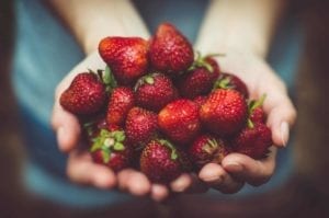 Hands holding out luscious ripe strawberries