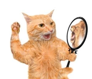 Cat looking into the mirror and seeing a reflection of a lion. Narcissist.