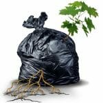 A green sapling tree with leaves and roots bursting out and breaking through from a garbage bag as a metaphor for resilience and determination.