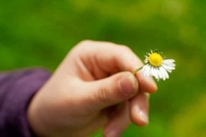 Hand holding a flower with half the petals gone, concept of trying to recover from divorce.