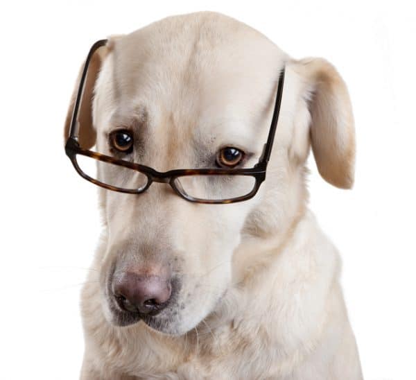 White dog looking through glasses, assessing options.