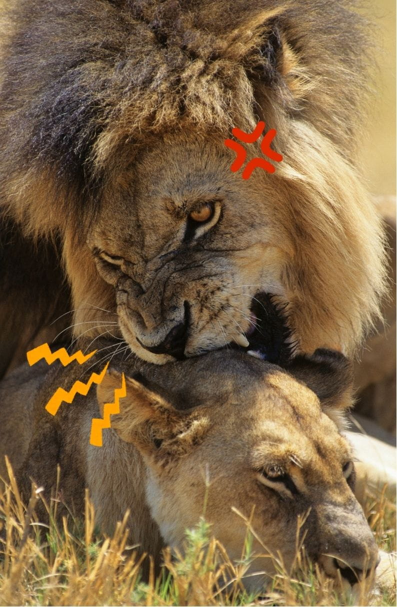 lion biting a lioness symbolizing aggressive strategies lion biting a lioness symbolizing aggressive strategies