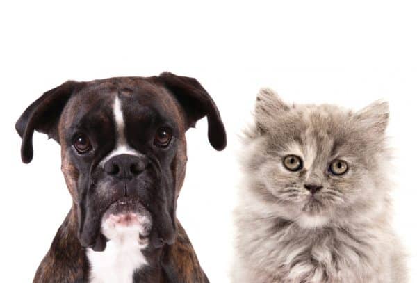 Picture of cute, serious dog and cat