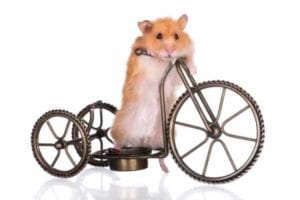 Hamster on a small, 3 wheel bike