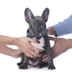 Pet custody: male and female hands pulling on a cute, sad dog
