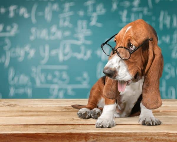 Dog with glasses in front of chalkboard with equations wondering "What are the facts?"