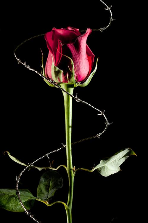 Rose on a black background circled in barbed wire