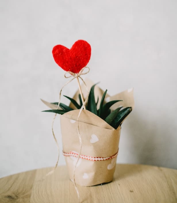 Red heart on a stick in a succulent plant showing how to celebrate Valentine's Day alone.