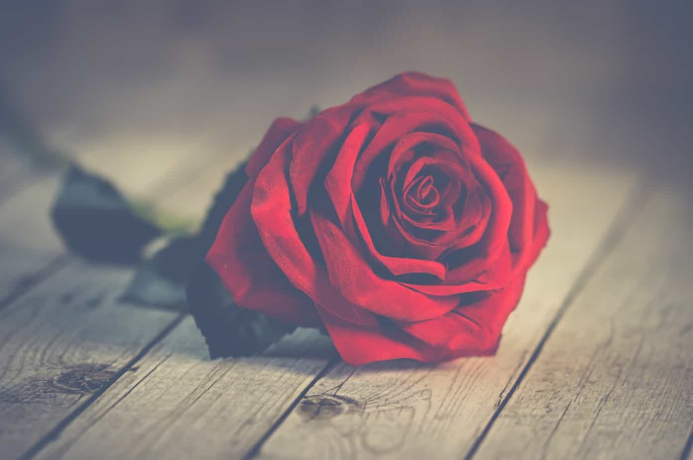 Muted image of a single red rose on wood: Valentine's Day Divorce.