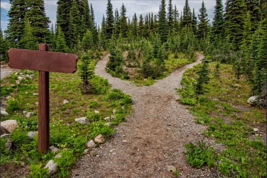 A fork in a dirt road in the forest