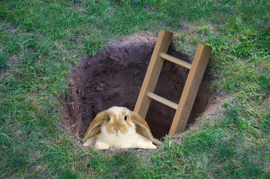 down the rabbit hole
