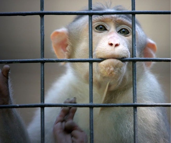 Monkey in a cage chewing on the bars. What keeps you stuck?