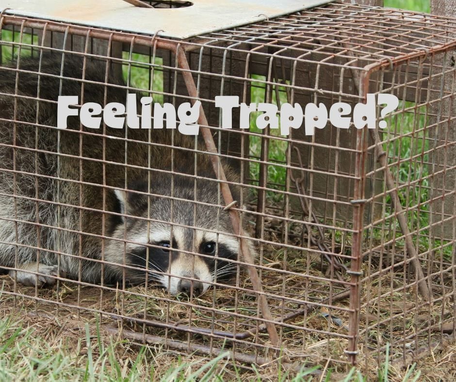 Racoon in a cage with the words "Feeling Trapped?"