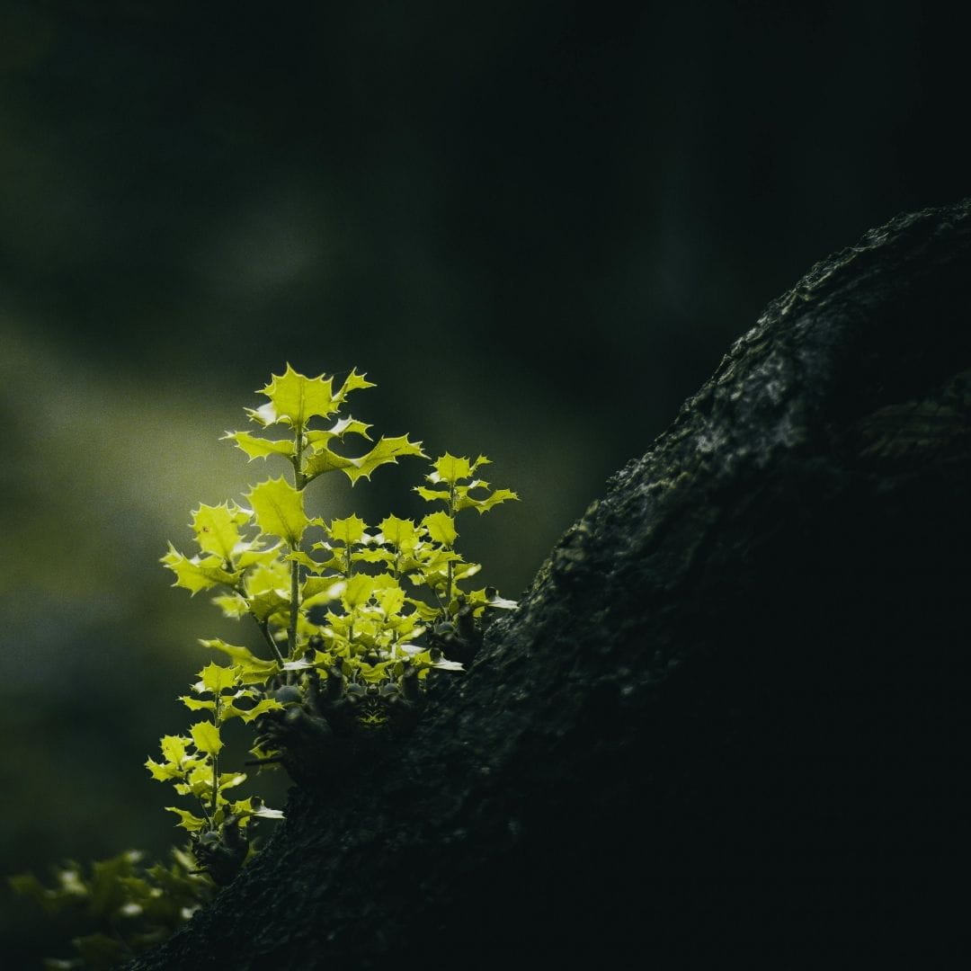 Growth New plants growing on a rock.